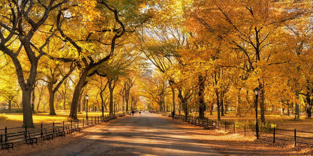 trees, communication, life,